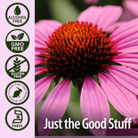 Thumbnail for Nature's Answer Echinacea | 4 oz. Supports a Healthy Immune System | Non-GMO | Alcohol-Free, Gluten-Free, Vegan, Kosher Certified & No Preservatives 4 fl oz
