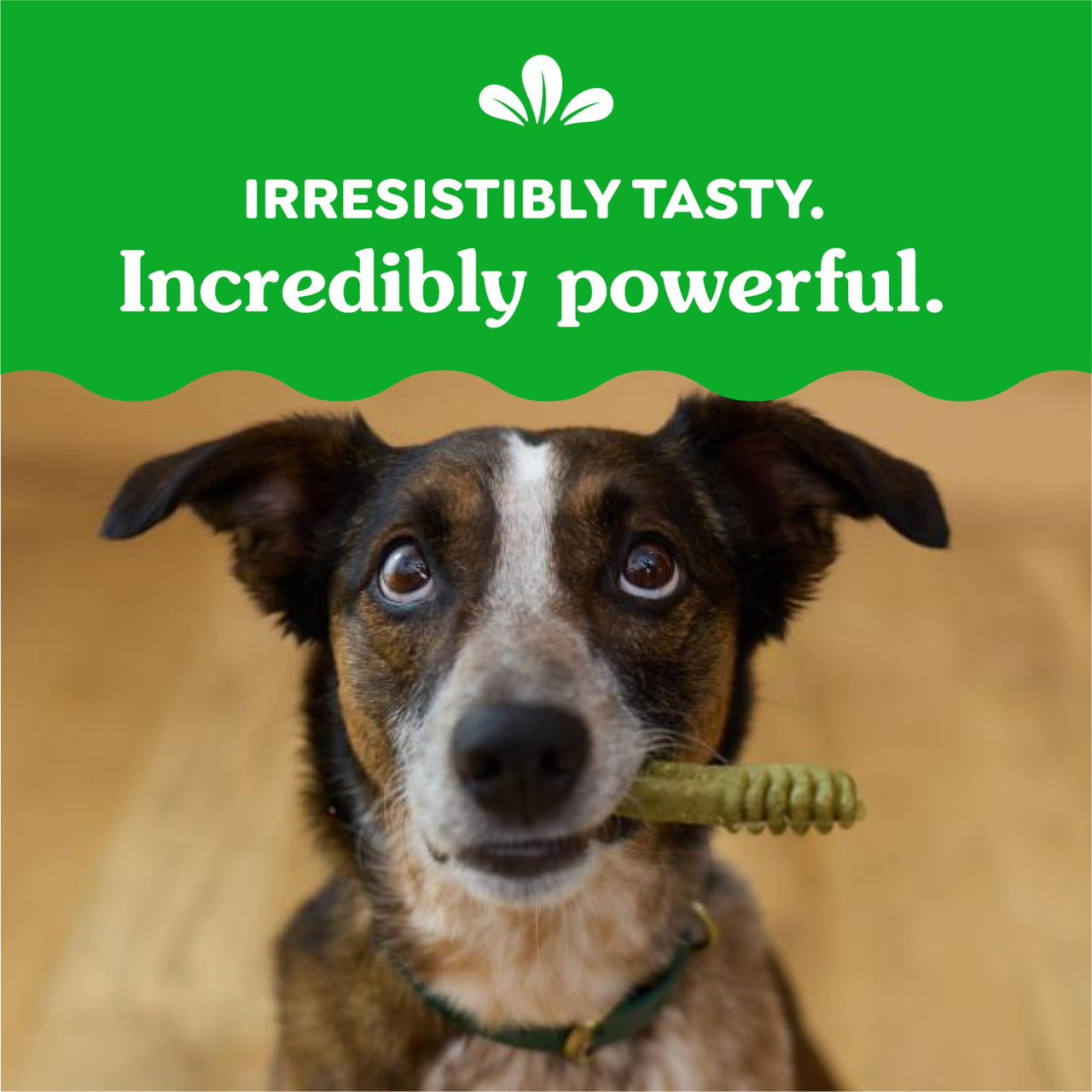 Greenies Veterinarian-Recommended Adult Natural Dental Dog Treats Regular Size, Dog Dental Chews, Original Flavor, 54 oz. Pack, 54 Count