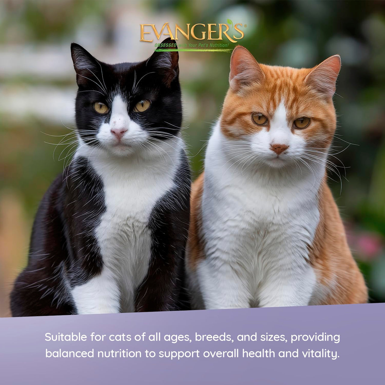 Evanger's Super Rabbit & Quail Dinner for Cats – 24 Count, 5.5 oz Each – Grain & Gluten Free Wet Cat Food – Limited Ingredient Diet with Novel Proteins – Loaf Style