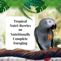 Thumbnail for LAFEBER'S Tropical Fruit Nutri-Berries Pet Bird Food, Made with Non-GMO and Human-Grade Ingredients, for Parrots, 3 lb