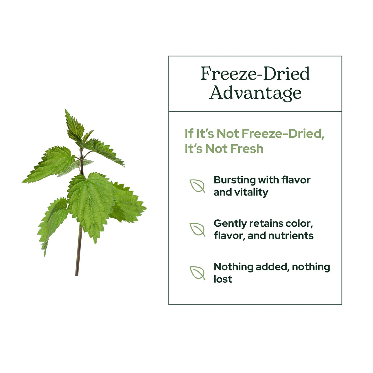Eclectic Herb - Nettle Leaf Powder Supplement | Supports Sinuses + Immune Response | Urtica Dioica Natural Herbal Supplement | Vegan, Whole Herb, Raw, Non-GMO (2.1 oz | 60 g)