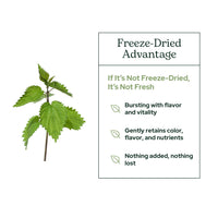 Thumbnail for Eclectic Herb - Nettle Leaf Powder Supplement | Supports Sinuses + Immune Response | Urtica Dioica Natural Herbal Supplement | Vegan, Whole Herb, Raw, Non-GMO (2.1 oz | 60 g)