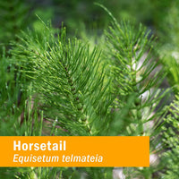 Thumbnail for Herb Pharm Horsetail Liquid Extract for Urinary System Support - 4 Ounce