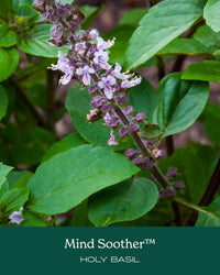 Thumbnail for Herb Pharm Mind Soother: Holy Basil: Liquid Kava Supplement to Support Calm & Relaxation, Stabilizing Support for Nervous System, Made with Noble Kava & Lavender Flower, Vegan, Gluten-Free, 1 oz*
