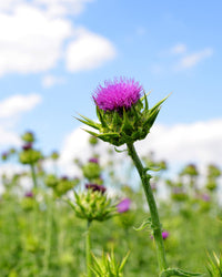 Thumbnail for Herb Pharm Milk Thistle Seed Liquid Extract for Liver Function Support - 1 Ounce