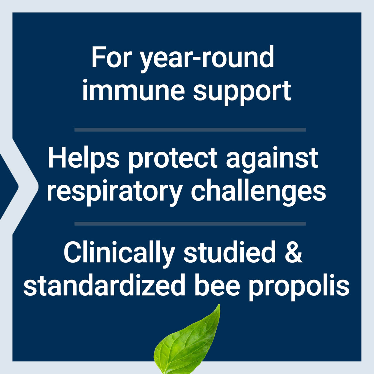 Life Extension® Bee Immune Propolis Capsules, Immune Support, Respiratory Health, bee Propolis, Gluten-Free, Non-GMO, Vegetarian, 60 Capsules