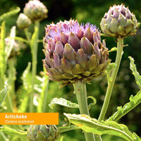 Thumbnail for Herb Pharm Certified Organic Artichoke Liquid Extract for Cardiovascular and Circulatory Support - 1 Ounce