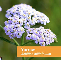 Thumbnail for Herb Pharm Yarrow Flowering Tops Liquid Extract - 4 Ounce