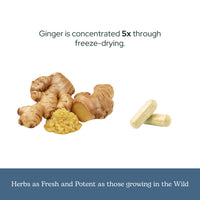 Thumbnail for Eclectic Herb - Ginger Capsules | Antioxidants for Heart Support & Digestive Health | Herbal Supplement | US-Grown, Organic, Vegan, Non-GMO, Gluten Free (90 CT | 395 mg)
