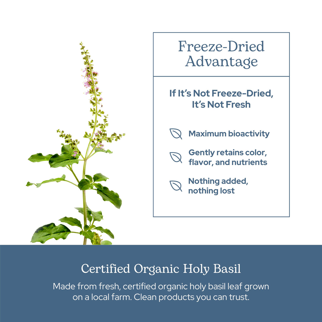 Eclectic Herb - Holy Basil Capsules | Tulsi Supplement | Natural Adrenal Support | Herbal Supplement | Vegan, Non-GMO, Gluten Free, Freeze-Dried (90 CT | 200 mg)