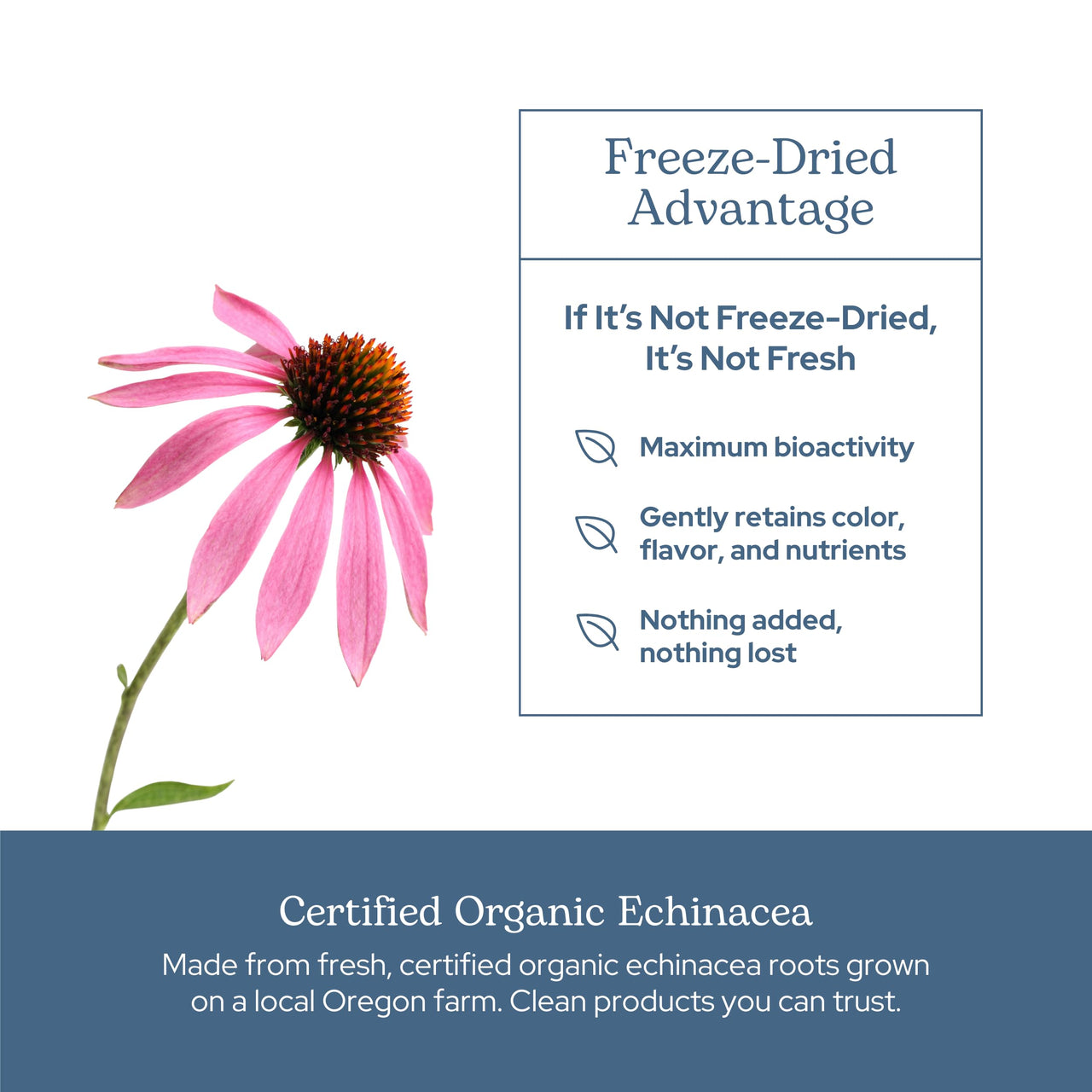Eclectic Institute Raw Fresh Freeze-Dried Non-GMO Echinacea Purpurea Root | Immune Support | 90 CT (360 mg)