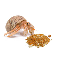 Thumbnail for Florida Marine Research SFM00007 Hermit Crab Treat, 1.5-Ounce