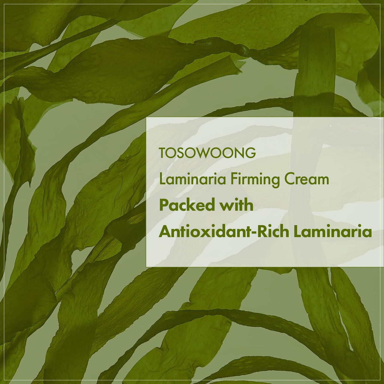 TOSOWOONG Laminaria Firming Cream with Niacinamide, Fights Wrinkles & Evens Tone, Firming Anti-Wrinkle Face & Neck Cream, Glycerin & Adenosine, 50g, 1.76 oz.