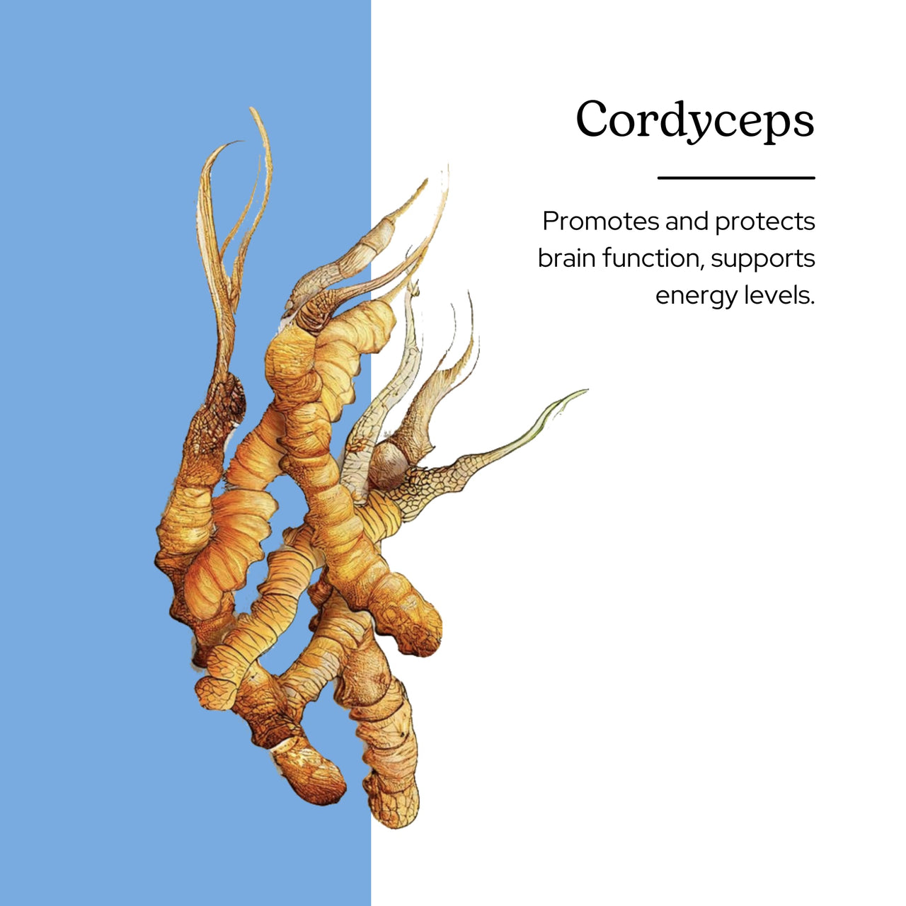 Eclectic Cordyceps, Red, 2 Ounce