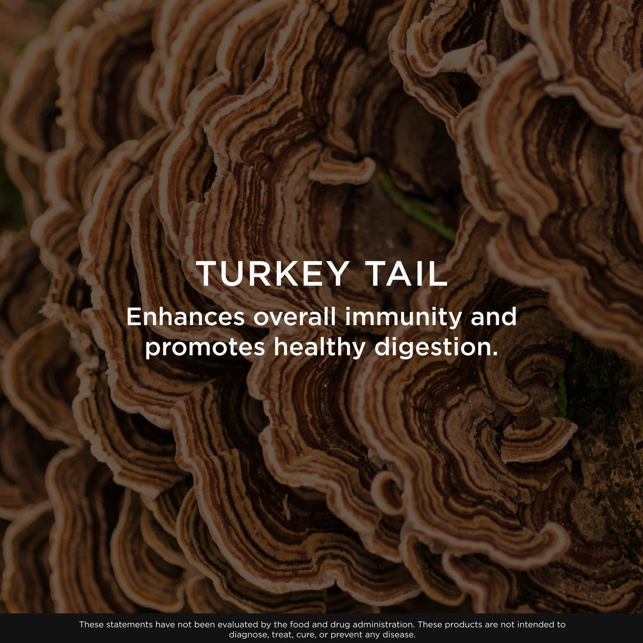The Genius Brand Genius Turkey Tail - Plant-Based Supplement for Immune, Gut & Antioxidant Support - Organic & Non-GMO - 120 Veggie Capsules