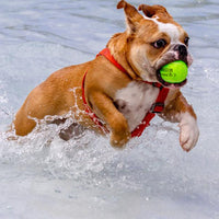 Thumbnail for Teloon Tennis Balls (Regular color-12pcs)