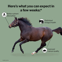 Thumbnail for Formula 707 Digestive Health Equine Supplement, 4lb Bag – Probiotics, Prebiotics and Digestive Enzymes for Horses