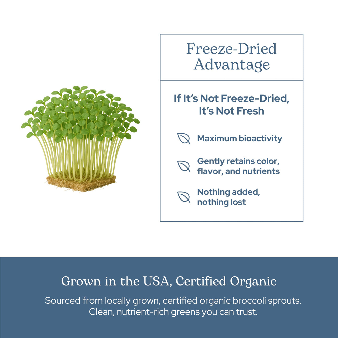 Eclectic Herb - Organic Broccoli Sprouts Capsules | Vitamins + Minerals | Immune, Antioxidants & Detox Support | Superfood | Non-GMO, Gluten Free, Vegan (100 CT | 270 mg)