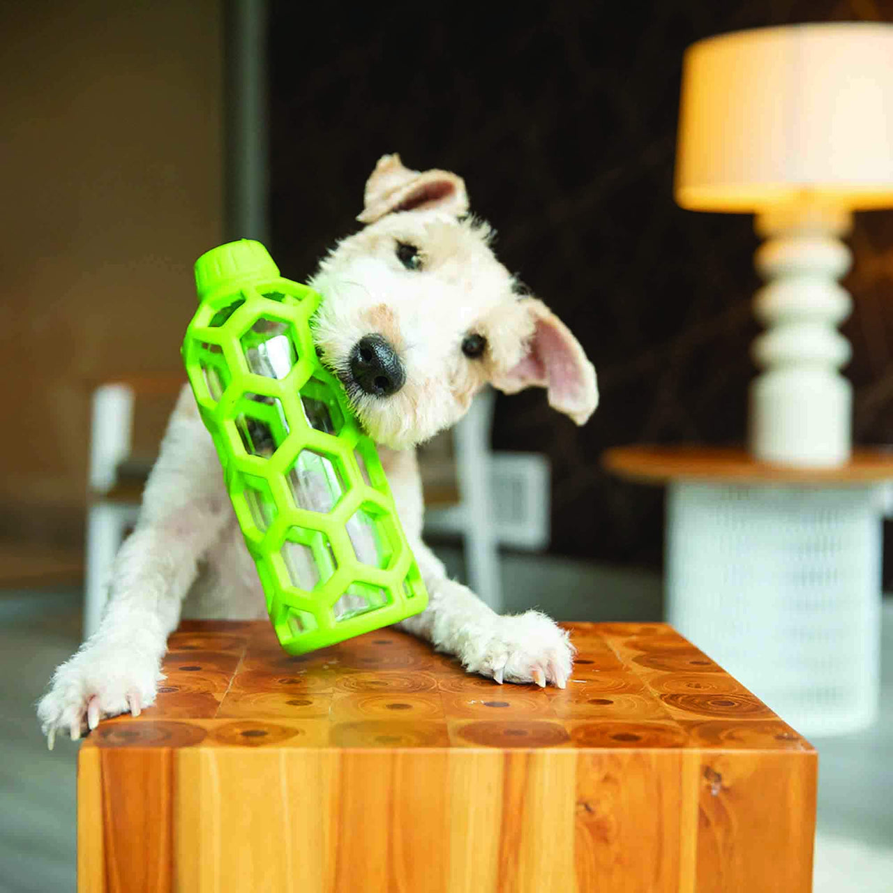 JW Pet Hol-ee Water Bottle Dog Toy, Not a Chew Toy, Medium