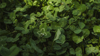Thumbnail for Whitetail Institute Imperial Clover Food Plot Seed (Spring and Fall Planting), 4-Pound (1/2 Acre)