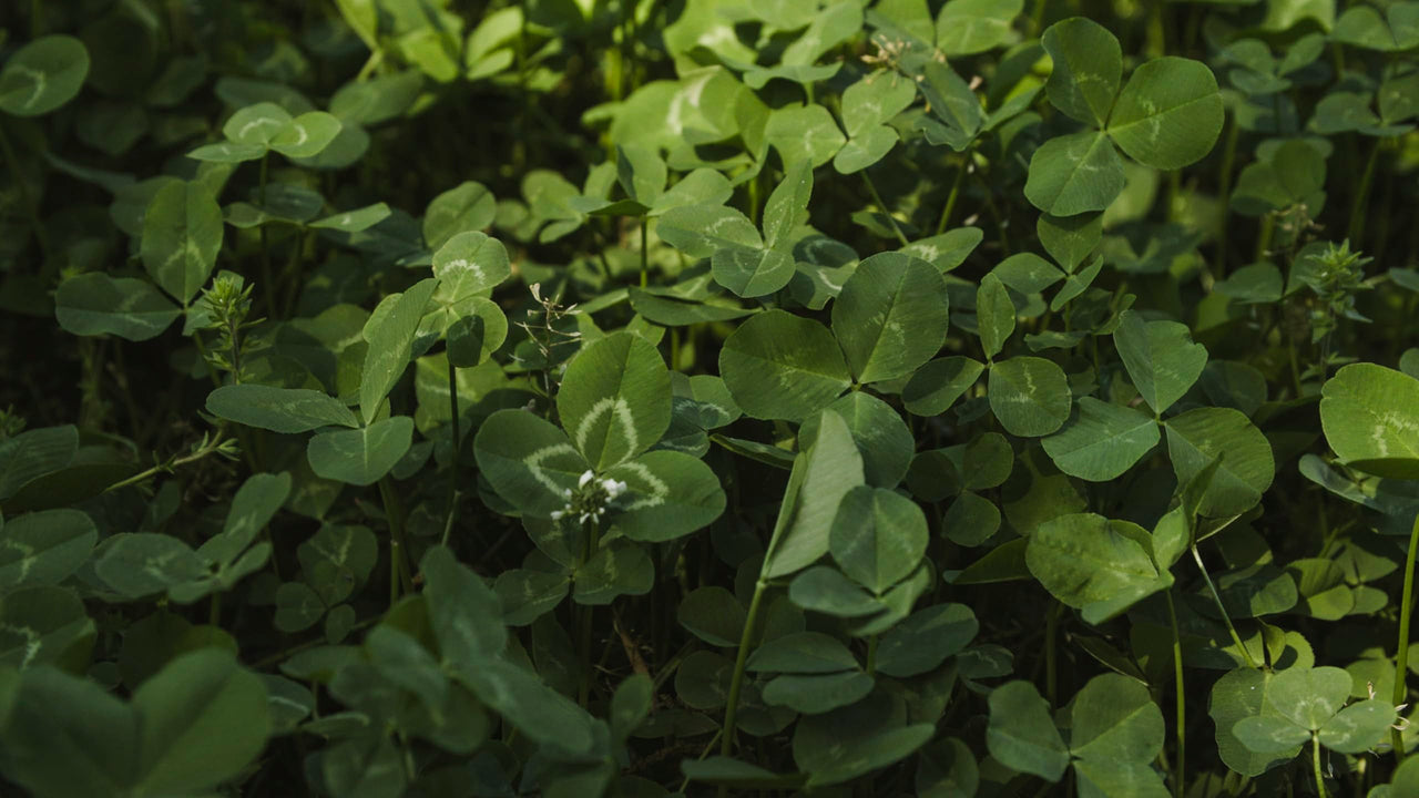 Whitetail Institute Imperial Clover Deer Food Plot Seed for Spring or Fall Planting, Promotes Antler Growth and Attracts Deer, Heat, Cold and Drought Tolerant, 2 lbs (.25 Acres), White