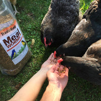 Thumbnail for TradeKing 1 lb Dried Mealworms - High Protein Treat for Wild Birds, Chicken, Fish & Reptiles