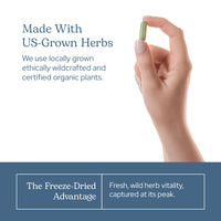 Thumbnail for Eclectic Glass Broccoli Sprouts FDV, 50 Count