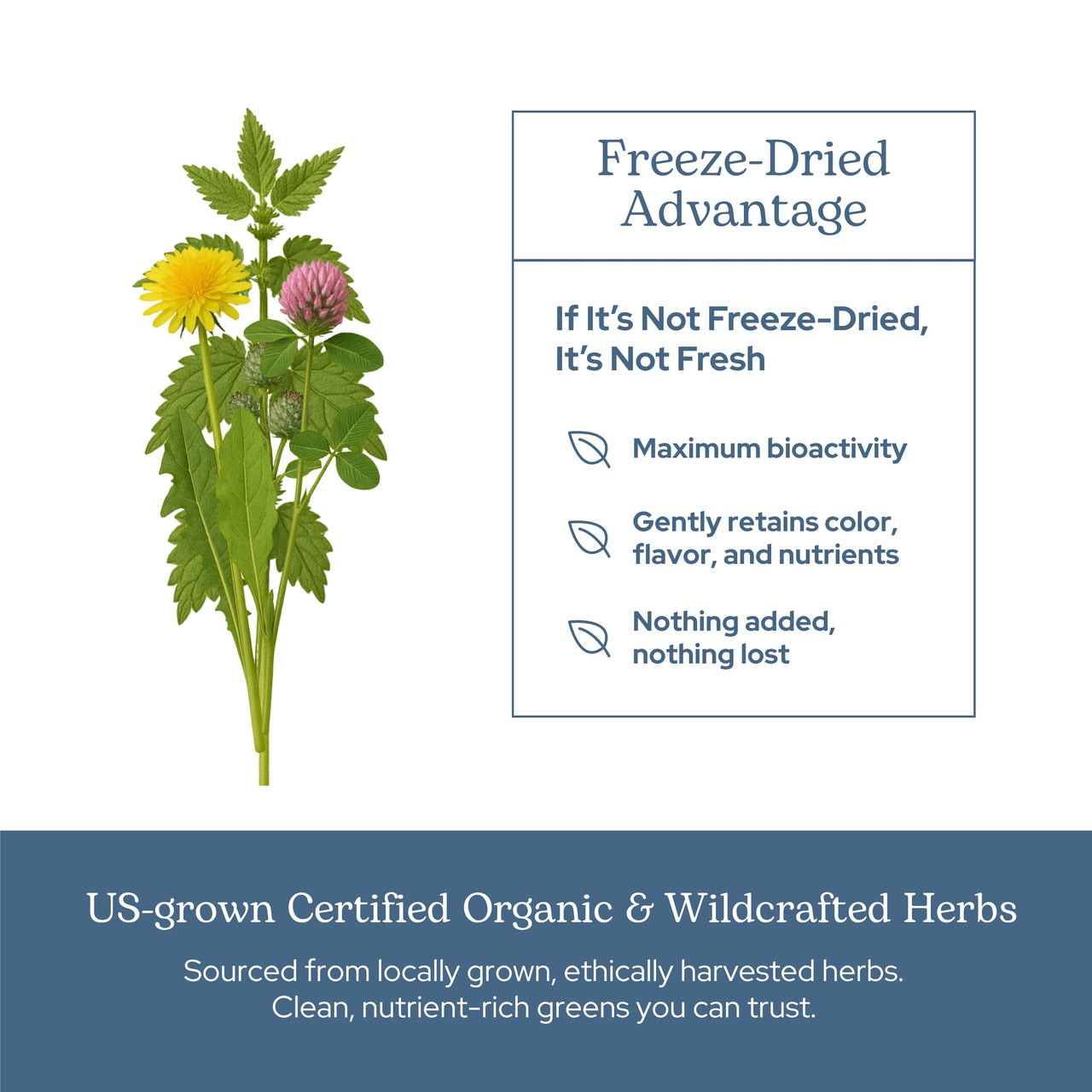 Eclectic Herb - Lymph & Blood Cleanse | Lymphatic & Circulatory Support | Freeze Dried, Concentrated Herbal Supplement | Natural, Wildcrafted, Non-GMO, Gluten Free, Vegan (45 CT | 285 mg)