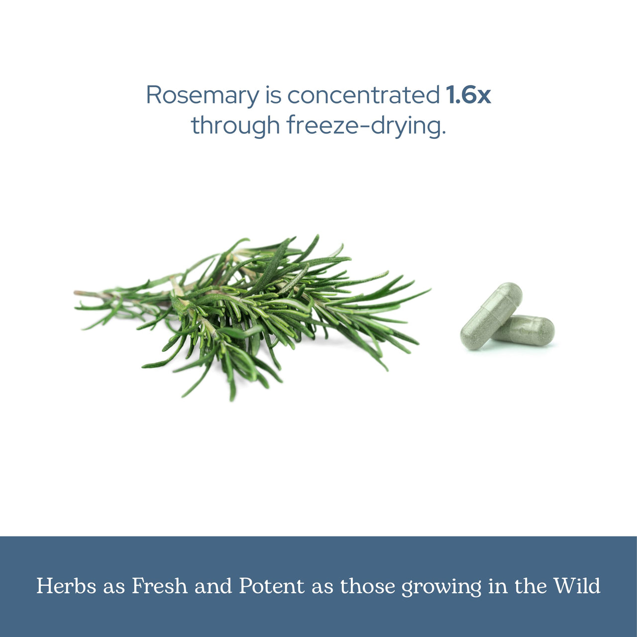 Eclectic Herb - Rosemary Capsules | Cognitive Support, Memory & Brain Health | Mood Support | Herbal Supplement | Vegan, Non-GMO, Gluten Free, Freeze-Dried (90 CT | 300 mg)