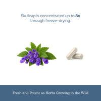 Thumbnail for Eclectic Herb - Skullcap Capsules | Natural Sleep, Calm & Relaxation Support | Herbal Supplement | Vegan, Non-GMO, Gluten Free, Raw, Freeze-Dried (90 CT | 350 mg)