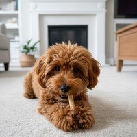 Thumbnail for Fieldcrest Farms Nothin' to Hide Twist Stix, Chicken Flavor, Easily Digestible, Supports Skin, Coat, Joints & Muscles, for Moderate Chewers Under 15lbs, 50 Pieces