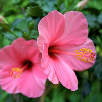 Thumbnail for Frontier Co-op Organic Cut and Sifted Hibiscus Flowers 5.82oz