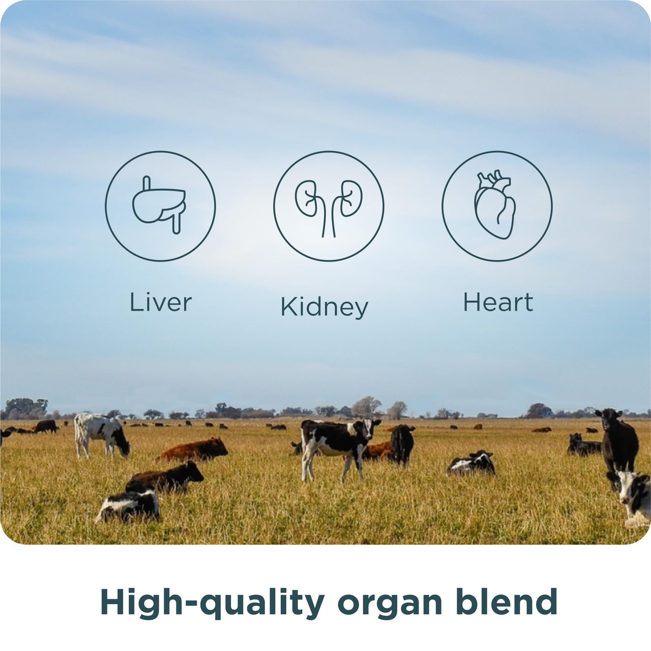 Ancient Nutrition Organ Supplements, Grass-Fed and Wild Organ Complex Capsules, Liver, Heart, Kidney Supports Organ, Cognitive, and Immune System Health, 180 Ct