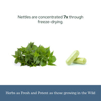 Thumbnail for Eclectic Institute Raw Fresh Freeze-Dried Non-GMO Nettles - Quercetin | 50 CT (350 mg)