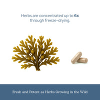 Thumbnail for Eclectic Herb - Premium Freeze-Dried Bladderwrack Capsules | Endocrine System Support | Healthy Skin and Hair | Seaweed Supplement | Wildcrafted, Hand-Harvested, Non-GMO, Vegan (90 CT | 600 mg)
