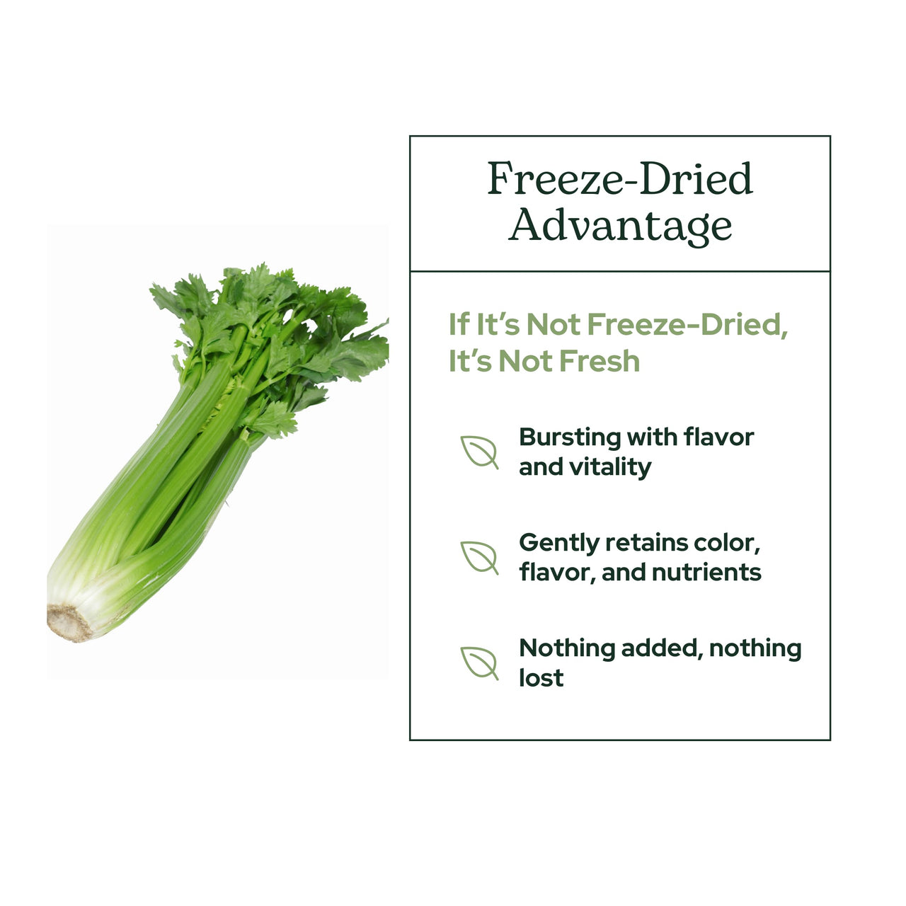Eclectic Herb - Celery Juice Powder | Nutritional Supplement | Hydration + Wellness Support, Vitamins + Minerals | Freeze Dried, USDA Organic, Non-GMO, Vegan (3.2 oz | 90 g)