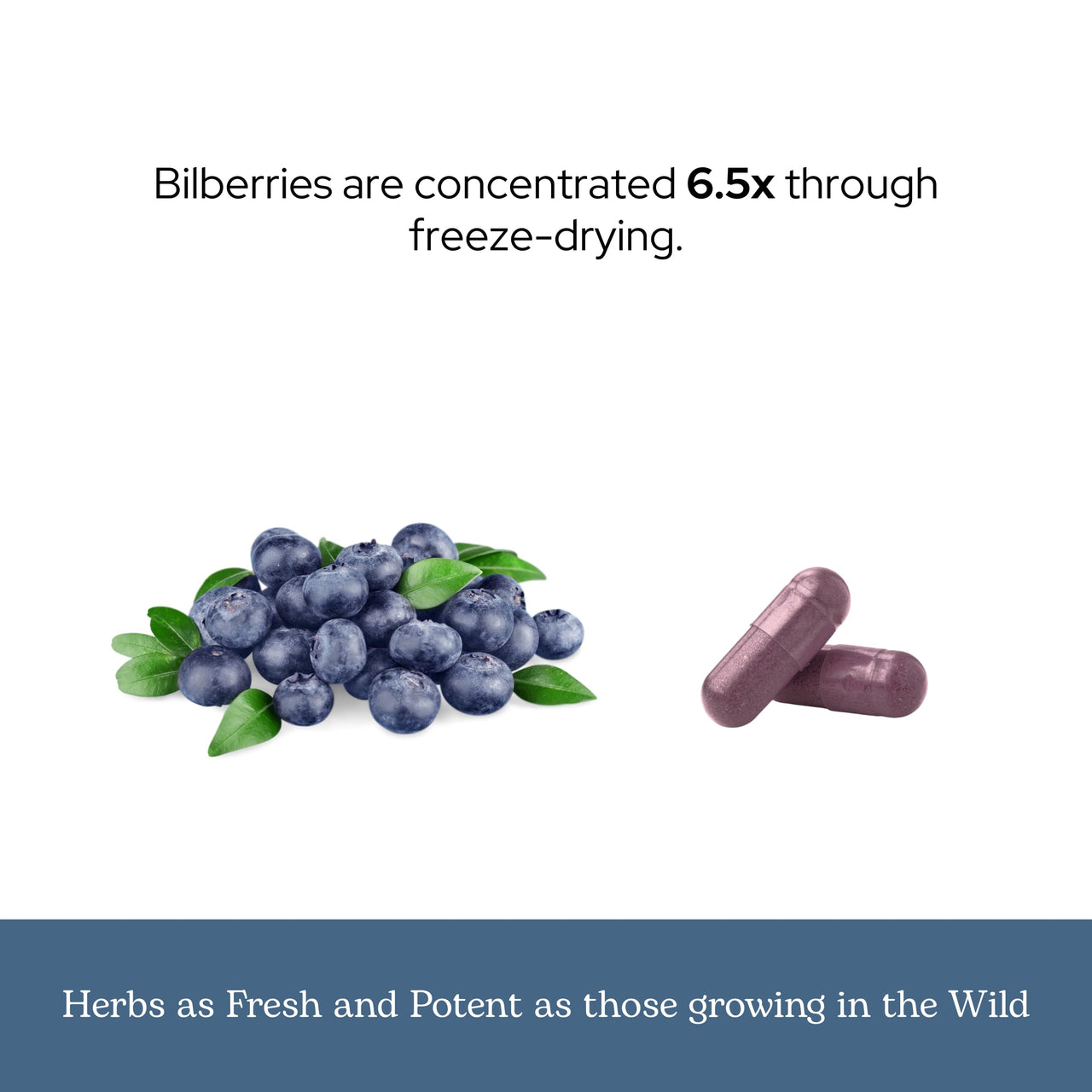 Eclectic Herb - Bilberry Capsules | Vision Health, Cardiovascular Support & Circulation | Superfood Vitamin & Mineral Supplement | Raw, Freeze Dried, Vegan, Non-GMO, Gluten Free (120 CT | 450 mg)