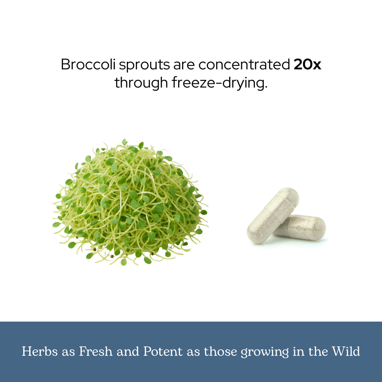 Eclectic Glass Broccoli Sprouts FDV, 50 Count