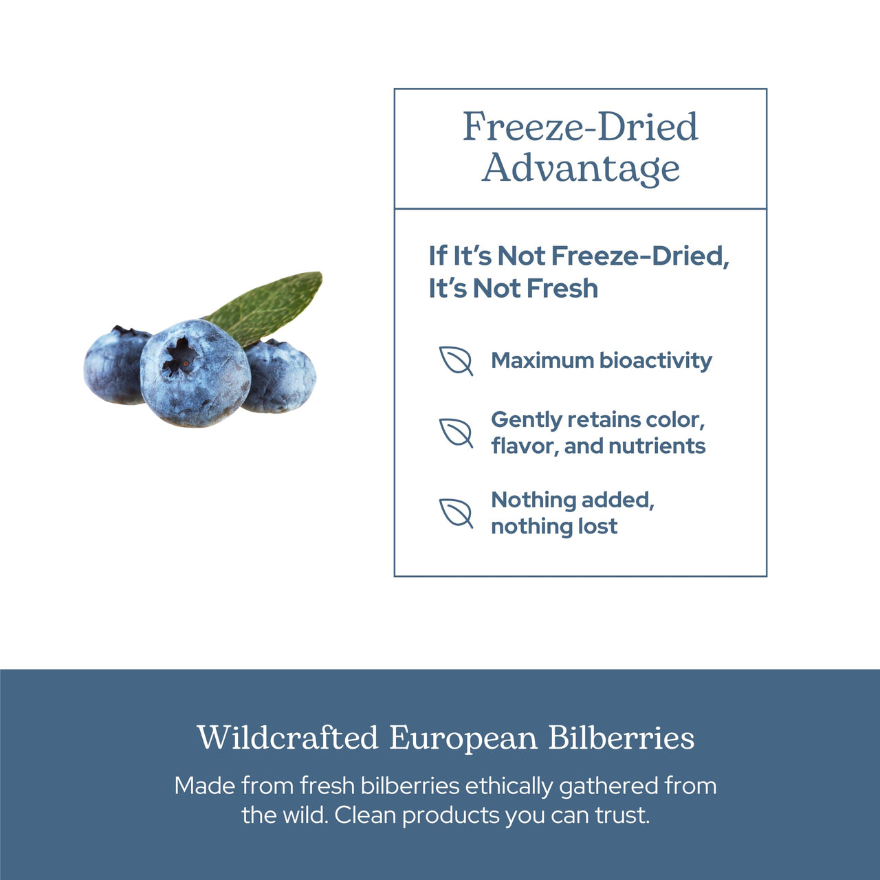 Eclectic Herb - Bilberry Capsules | Vision Health, Cardiovascular Support & Circulation | Superfood Vitamin & Mineral Supplement | Raw, Freeze Dried, Vegan, Non-GMO, Gluten Free (60 CT | 450 mg)