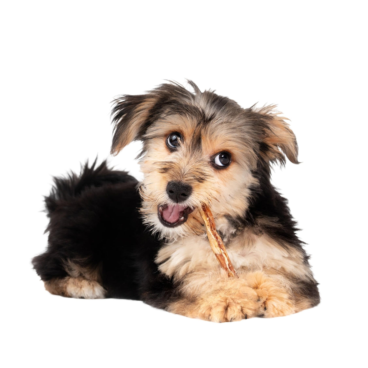 Fieldcrest Farms Nothin' to Hide Twist Stix, Peanut Butter Flavor, Easily Digestible, Supports Skin, Coat, Joints & Muscles, for Moderate Chewers Under 15lbs, 10 Pieces