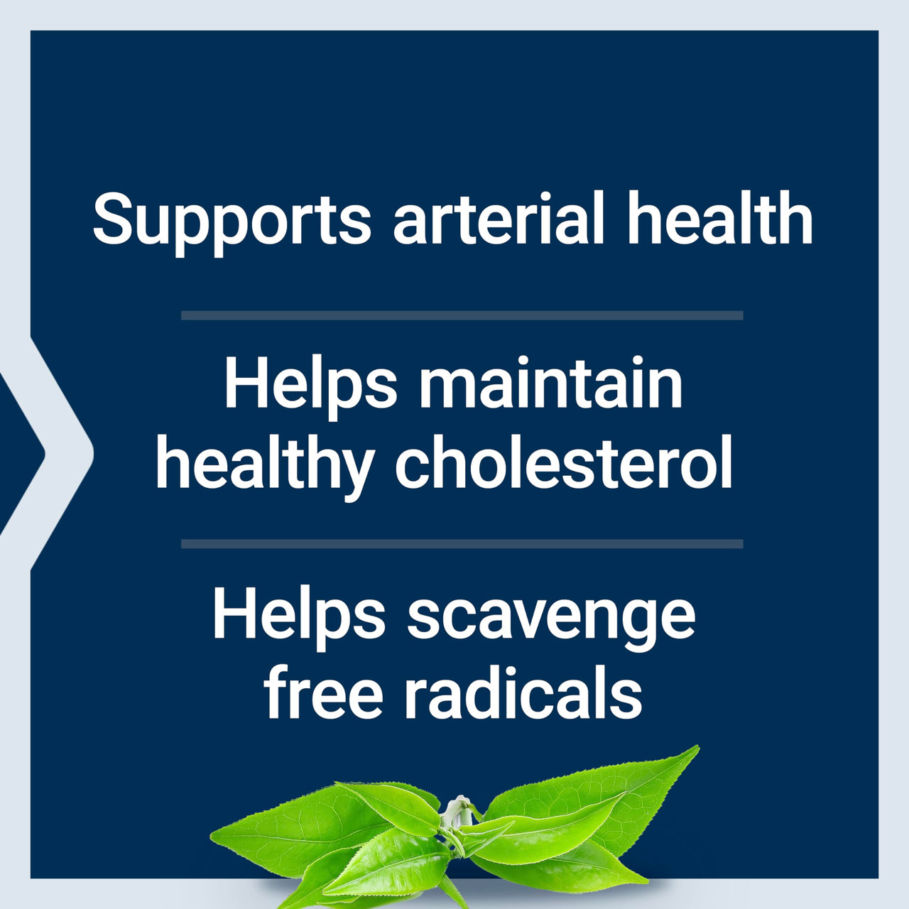 Life Extension Theaflavin Standardized Extract – Tea Leaf Flavonoids, Arterial Health Support, Helps Maintain Already-Heathy Cholesterol – Gluten-Free, Non-GMO, Vegetarian – 30 Capsules