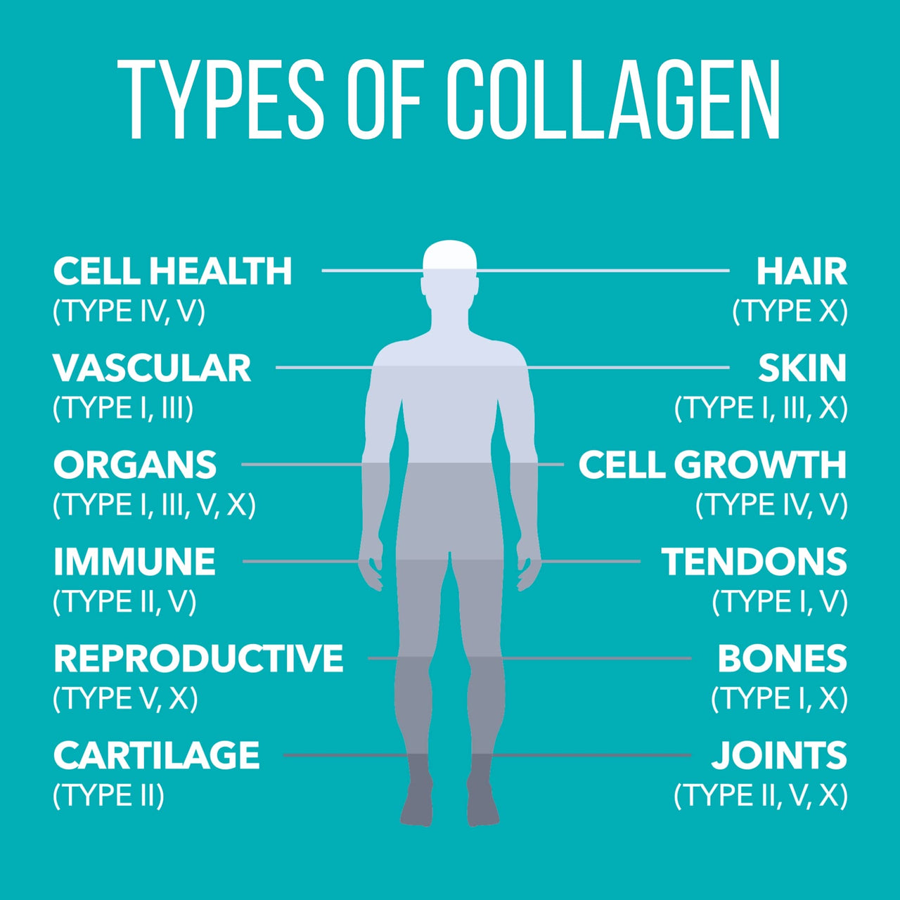 NaturesPlus Collagen Peptides - 0.65 lbs Powder, Pack of 2 - Hair, Skin, Nail & Joint Health, Immune System Support - Non-GMO, Gluten Free - Up to 56 Total Servings