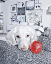 Thumbnail for SPOT Play Strong Ball - Durable TPR Ball, Long Lasting Dog Toy for Aggressive Chewers, Hollow Center to Hide Treats, Virtually Indestructible Dog Toy for Dogs & Puppies up to 60lbs - 3.25 inch
