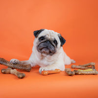 Thumbnail for Nylabone Healthy Edibles Natural Dog Chews, Long Lasting Bones for Dogs, Bacon Flavor Dog Treats, Medium (2 Count)