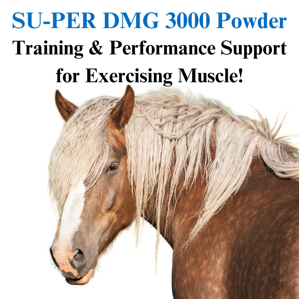 SU-PER DMG 3000 Horse Supplement - Training & Performance Support Powder - Supports Normal Cardiovascular Immune & Muscle Function - 2.5 Pounds