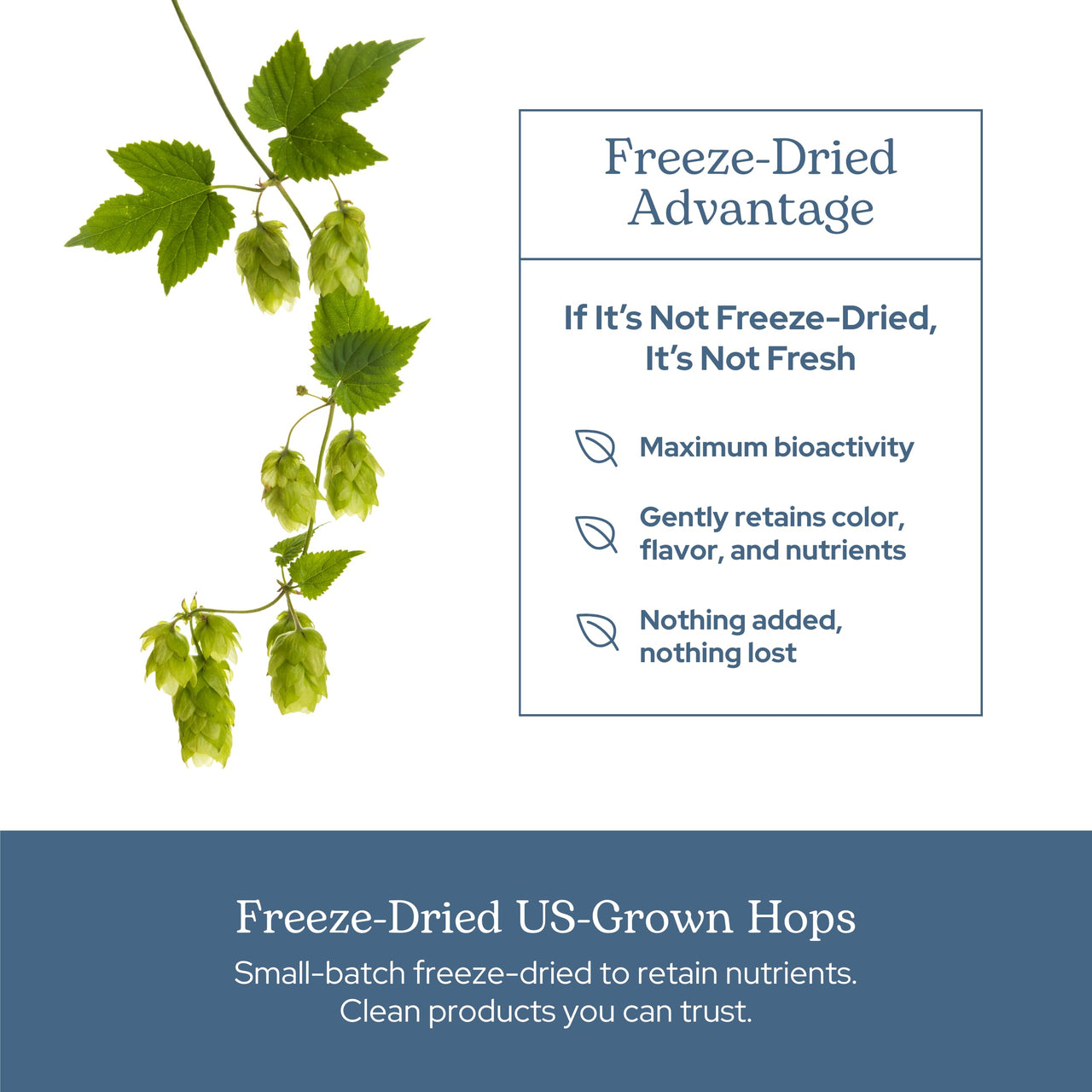 Eclectic Herb - Hops Capsules | Natural Relaxation & Sleep Support | Antioxidant Support | Herbal Supplement | Vegan, Non-GMO, Gluten Free, Freeze-Dried (90 CT | 200 mg)