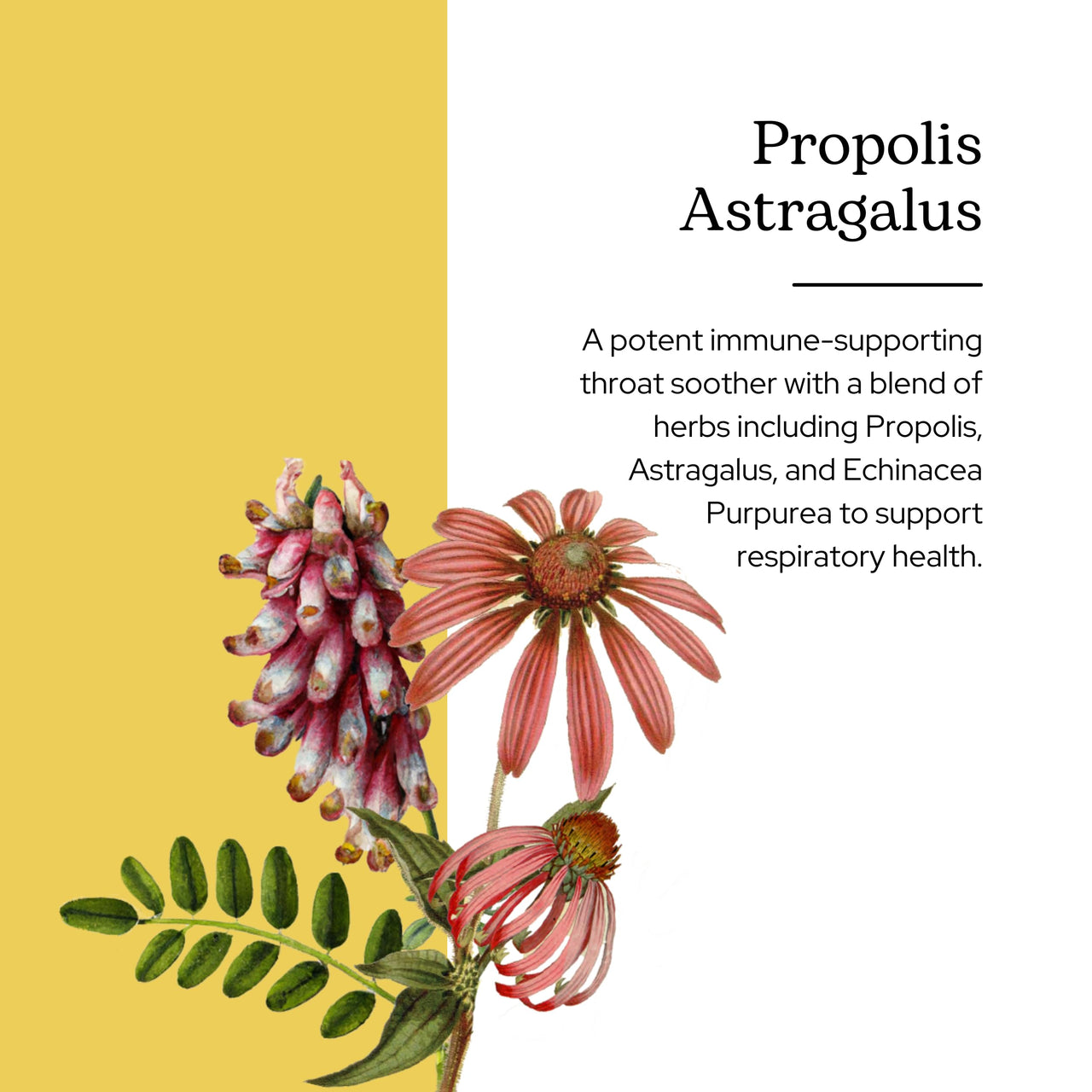 Eclectic Herb - Propolis Astragalus Throat Soothing Spray Kids | Immune Respiratory Support | Non-GMO, Gluten-Free (1 fl oz | 30 ml)