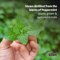 Thumbnail for De La Cruz Peppermint Essential Oil - 100% Peppermint Oil for Aromatherapy - Steam Distilled - 1 Fl OZ (1 Bottle)