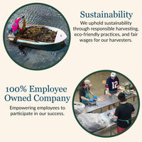 Thumbnail for Maine Coast Sea Vegetables Organic Dulse Flakes | Seaweed Snacks | Rich in Iodine, Protein & Minerals | Harvested from North Atlantic | Great for Salads, Soup & Smoothies | 4 oz (Pack of 5)