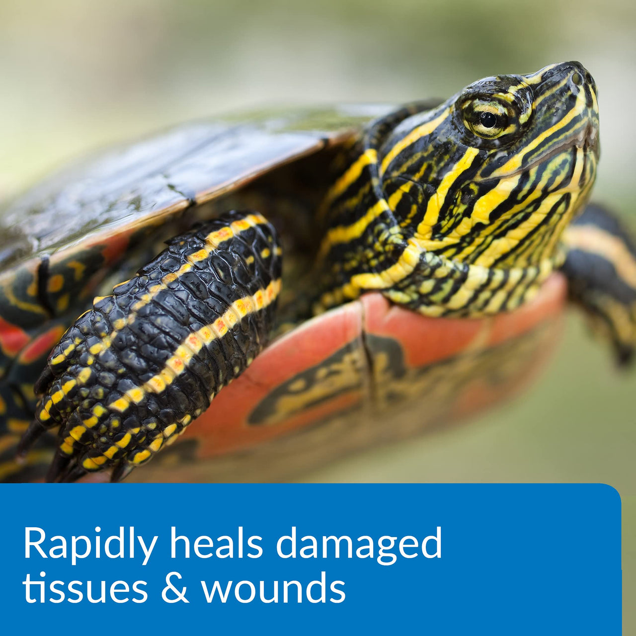 API TURTLE FIX Nonbacilli Turtle Remedy 4-Ounce Bottle